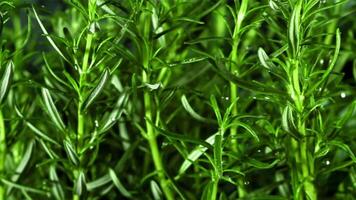 Rosemary with drops water. Filmed is slow motion 1000 fps. High quality FullHD footage video