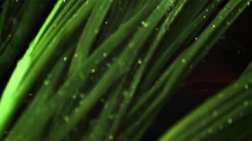 Super slow motion green onion falls on the table with drops of water. Filmed at 1000 fps.Macro background. video