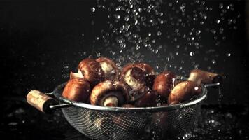 Super slow motion on the mushrooms with the colander drop drops of water. Filmed on a high-speed camera at 1000 fps.On a black background. video