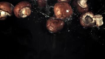 súper lento movimiento hongos otoño en el agua con salpicaduras en un negro antecedentes. filmado a 1000 fps. video