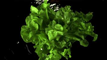 súper lento movimiento de el lechuga haz caídas en el agua con salpicaduras filmado a 1000 fps.on un negro antecedentes. video