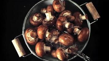 super langzaam beweging Aan de champignons met een vergiet giet water. gefilmd Aan een hoge snelheid camera Bij 1000 fps.tegen een zwart achtergrond. video