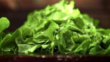 Super schleppend Bewegung frisch Grüner Salat Blätter fallen auf das Tisch. auf ein hölzern Hintergrund. gefilmt auf ein schnelle Geschwindigkeit Kamera beim 1000 fps. video