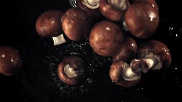 super langzaam beweging vers champignons vallen in de water met spatten. gefilmd Bij 1000 fps.aan een zwart achtergrond. video