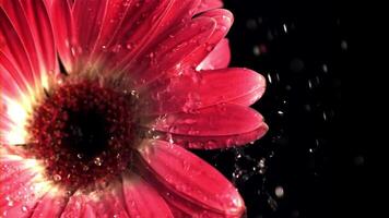 super lento movimento su il fiore gerber cascate acqua con schizzi. girato su un' alta velocità telecamera a 1000 fps.on un' nero sfondo. video