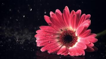 súper lento movimiento en el flor gerber otoño gotas de agua. en un negro antecedentes. filmado a 1000 fps. video