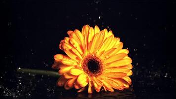 súper lento movimiento agua gotas goteo en el amarillo flor gerbera en un negro antecedentes. filmado en un alta velocidad cámara a 1000 fps. video