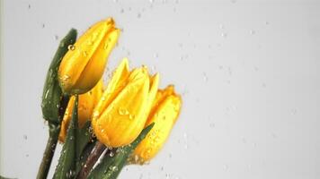 Super slow motion on a bouquet of tulip flowers drops water.Filmed on a high-speed camera at 1000 fps. On a white background. video