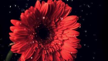Super slow motion on the flower gerber fall drops of water. On a black background. Filmed on a high-speed camera at 1000 fps. video