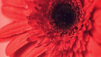 super långsam rörelse från de gerbera blomma avlopp droppar av vatten. makro bakgrund. filmad på en hög hastighet kamera på 1000 fps. video