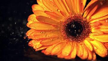 súper lento movimiento en el flor gerber caídas agua con salpicaduras filmado en un alta velocidad cámara a 1000 fps.on un negro antecedentes. alto calidad full HD imágenes video