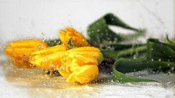 súper lento movimiento flores tulipanes otoño en el agua con salpicaduras filmado a 1000 fps.on un blanco antecedentes. alto calidad full HD imágenes video