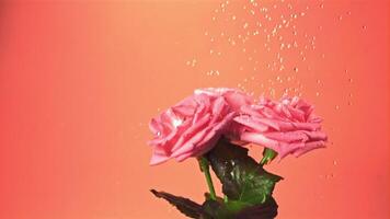 Super slow motion on the rose flowers falls drops of water. Filmed on a high-speed camera at 1000 fps.On an orange background. video