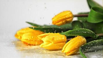 súper lento movimiento en el flores amarillo tulipanes soltar agua gotas. filmado en un alta velocidad cámara a 1000 fps.on un blanco antecedentes. video