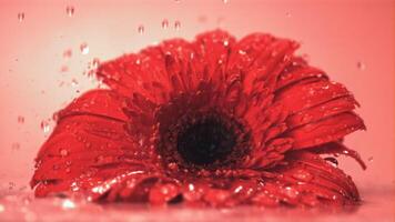 Super schleppend Bewegung auf das Blume Gerbera Stürze Wasser. auf ein Rosa Hintergrund.gefilmt beim 1000 fps. hoch Qualität fullhd Aufnahmen video