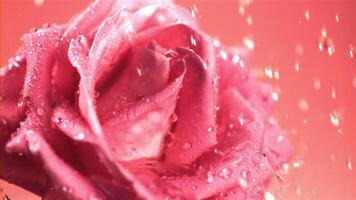 Super schleppend Bewegung Wasser Stürze auf das duftend Rose Blume. gefilmt auf ein schnelle Geschwindigkeit Kamera beim 1000 fps.ein ein Rosa Hintergrund. video