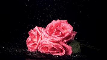 Super slow motion on the rose flowers drops the water with splashes. Filmed at 1000 fps.On a black background. video