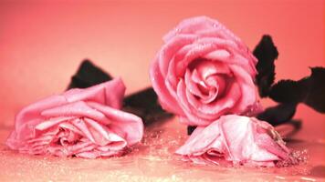 Super slow motion rose flowers fall on the table with splashes of water.Filmed on a high-speed camera at 1000 fps. On a pink background. video