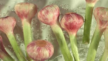 Super schleppend Bewegung Knoblauch mit Tropfen von Wasser auf ein Weiß Hintergrund. gefilmt auf ein schnelle Geschwindigkeit Kamera beim 1000 fps. hoch Qualität fullhd Aufnahmen video