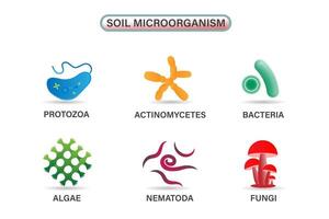 varios importante microbios vivo en suelo. incluso algas, bacterias, hongos, nematodos, protozoos, y actinomicetos vector