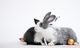 Fluffy black and white rabbit isolated on white background photo