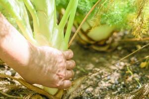 Young hand picking fennel planted in farmland photo