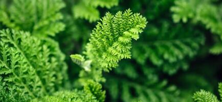 Beautyful leaves green foliage. Natural floral monochrome background, banner format photo