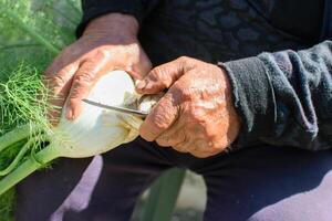 Elder hand cutting fennel for selling and seniors activities photo