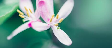 Flowering time. Macro of spring white flowers. Bright colors. Nature Springtime background, banner format photo