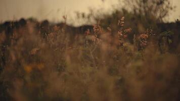 wazig natuurlijk achtergrond met warm tonen en bokeh, ideaal voor bedekking structuur of sfeervol achtergrond. video