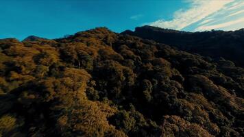 aéreo ver de un lozano, verde bosque con montañas en el antecedentes debajo un claro azul cielo. video