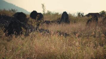 Serene meadow with dry grass and scattered rocks against a soft-focus mountain backdrop. video