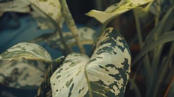 Variegated tropical leaves with a blurred background, ideal for botanical themes. video