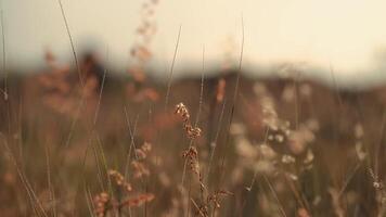 Warm-toned close-up of delicate wild grasses with soft focus background, conveying a serene, natural ambiance. video