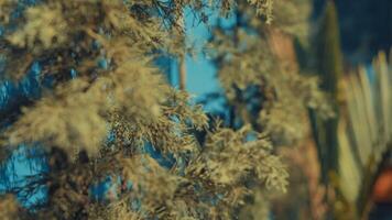 detailopname van pijnboom boom takken met zacht focus achtergrond in warm tonen, geschikt voor natuurthema ontwerpen. video