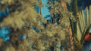 Close-up of evergreen branches with a blurred background, conveying a serene natural environment. video