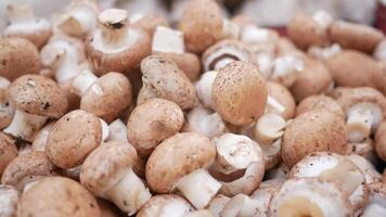 Fresh champignons mushroom on table video