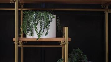 A lush plant on a rustic wooden shelf, adding natural charm to the room video