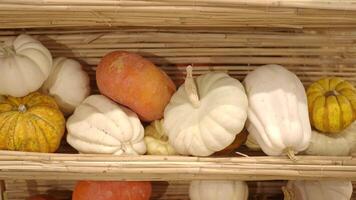 Different types of mini pumpkins displayed on a shelf video