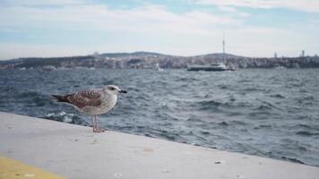 Preto encabeçado gaivota dentro Istambul. peru. inverno pássaro, video
