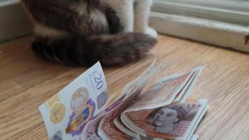 magnifique et mignonne persan Momie chat est posant dans le vivant pièce de maison à luton, Angleterre Royaume-Uni. Mars 27, 2024 video