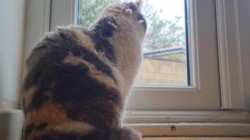 Beautiful and Cute Persian Mummy Cat is Posing in the Living Room of House at Luton, England UK. March 27th, 2024 video