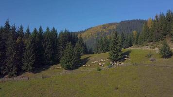 troupeau de des moutons dans prairies. une troupeau de mouton broute dans une pâturage. en volant plus de le pelouse et mouton. magnifique la nature de le Carpates montagnes. 4k video
