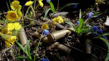 The empty machine gun shells in blooming spring flowers. The concept of post-war peace, zoom out video