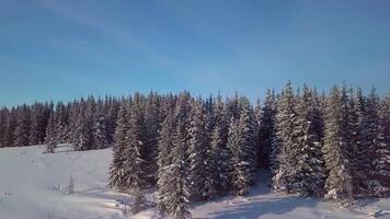 Flight over snow-covered trees in the mountains in winter. Aerial view of Beautiful landscape of nature. 4K video