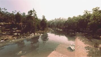 A river running through a forest filled with lots of trees video