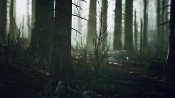 A burned forest with tall trees standing video