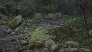 uma rochoso caminho dentro a meio do uma floresta video