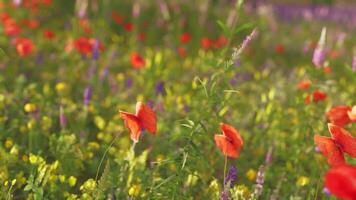 en vibrerande fält fylld med röd och gul blommor video