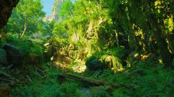 uma exuberante verde floresta preenchidas com grande quantidade do árvores video